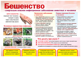 бешенство